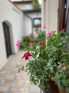 萨拉热窝艾娜公寓的人行道上种有粉红色花的盆栽植物
