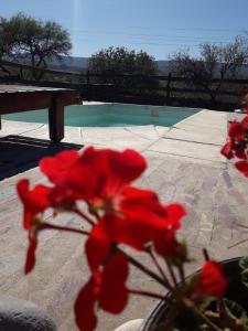 米娜克拉韦罗Casitas de Campo的游泳池前的红花