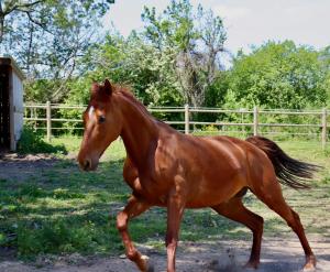 米朗德Maison D'hôtes Sainte-Marie的棕色的马在田野里跑