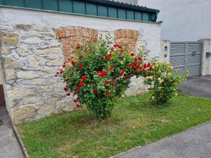 Winden am SeeFerienhaus RADO的两丛灌木,在石墙前有红色的花