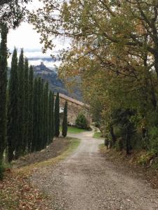 巴尼奥维尼奥尼Agriturismo Le Querciole in Val d'Orcia的两边有树木的土路