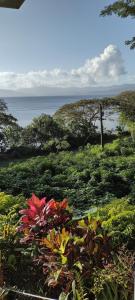 萨武萨武Gingerbread Cottage and Studio Fiji的背景海洋植物