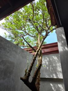 本托塔Indra Sisila Villa Bentota的建筑物窗户上的树