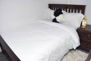 桑给巴尔Lost & Found Zanzibar的一只黑白猫坐在白色的床上