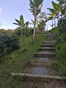菲兰迪亚Alojamiento rural finca la bendición的山丘上树木繁茂的石头台阶
