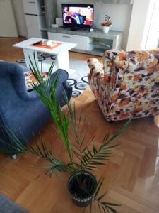 皮罗特Apartman MACA的带沙发和植物的客厅