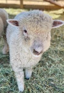 蒂梅丘拉Rustic Farm meadow stay的站在草地上的绵羊