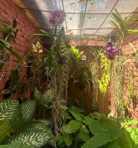 博拉巴图Orchid House的砖墙上种有植物和花卉的花园