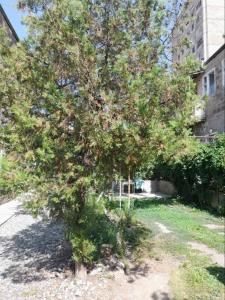埃里温Уютные апартаменты в малом центре Еревана的建筑物前院中的一棵树