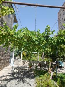 埃里温Уютные апартаменты в малом центре Еревана的树枝,树枝,树枝,在建筑物前