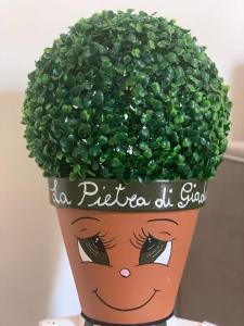 锡拉库扎La Pietra di Giada的植物,植物在充满绿色植物的锅里