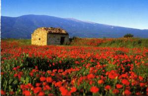 PierrevertMaison de village de 98 m2 typiquement provençale的红色花田中的石头建筑