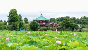 东京上野萨东尼酒店的粉红色花田中的建筑