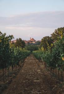 蒙特普齐亚诺Borgo San Vincenzo的一条土路穿过一个种有树木的葡萄园