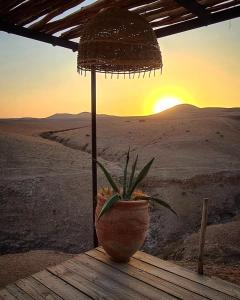 马拉喀什Agafay Luxury camp的坐在沙漠桌子上的盆栽植物