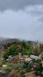 El CocuyBalcones de El Carrizal的相册照片