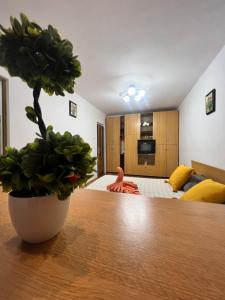 阿拉德Miha modern and central apartament Malul Mureșului的一间有桌子的房间,上面有盆栽植物