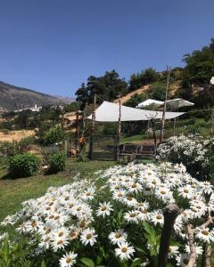 布维翁Cortijo "Casa Ibero" Bubion, Alojamiento Turistico Rural的田野上一大堆白色花