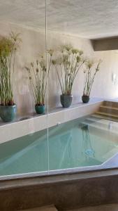 辛特拉Azenhas do Mar Valley House的墙上有盆栽植物的游泳池