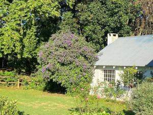 Curryʼs PostYellowwoods Farm - POOL COTTAGE (self-catering)的白色的小房子,有一棵紫色花朵的树