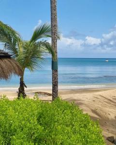 格罗斯岛Delightful 4bed modern villa with WiFI的两棵棕榈树和大海的海滩
