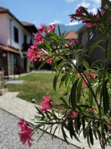 Dolno DupeniVilla Prespa的院子里有粉红色花的植物