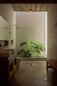瓦哈卡市Casa Carmen Morelos的窗户上带卫生间和植物的浴室