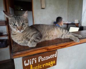 德雷克Hotel Finca Maresia的一只猫躺在柜台上