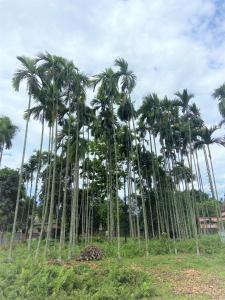 西里古里Bhuman Homestay的一群棕榈树在田野里