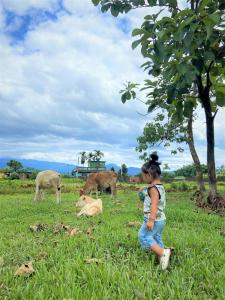 西里古里Bhuman Homestay的坐在草地上看着牛的小女孩