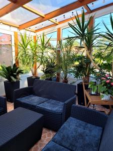德兹维济诺Orka Wakacje的带沙发和盆栽植物的天井