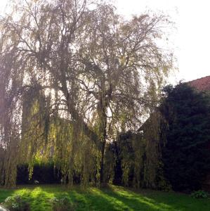 Maisoncelle瑞博思若伊住宿加早餐旅馆的草场上一棵垂柳树