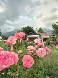 卡尔派尼西翁1957 To Rodo kai to Roido的一群粉红色玫瑰在房子前面