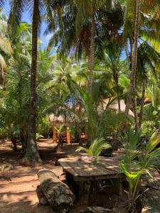 小玉米岛ENSUEÑOS NATURAL RESERVE Little Corn Island Nicaragua的棕榈树前的木凳