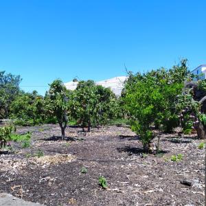 蒂哈拉费Casa Los Mangos的果园里的一排树木