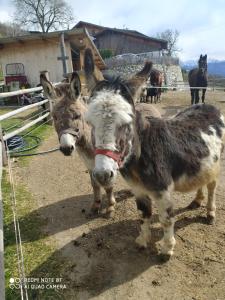 罗萨BUEHLERHOF Agriturismo, Obst-&Weingut, Urlaub mit Hund, Pferde, Bauernhof, Brixen的两个驴子彼此站在一起