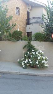 利马索尔Nikola's House的建筑物边的一束白色花