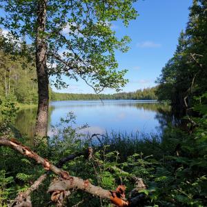 BodaforsCabin near lake and beautiful nature reserve.的享有树木和水景