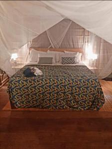 Pulau MansuarFrances Homestay - Raja Ampat的帐篷内的一张床位,上面有一只猫