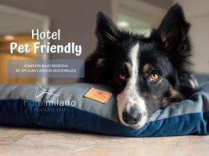 埃斯特角城米兰酒店的一只黑白狗躺在狗床上
