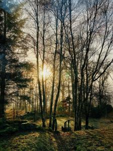 威廉堡Tarmachan Cottage - West Highland Getaway的一群阳光照耀着的树