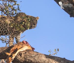 马里兰卡姆巴库河山林小屋的树顶上的豹