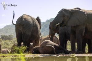 马里兰卡姆巴库河山林小屋的一群大象站在水里