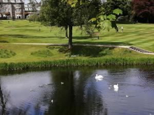 奥赫特拉德Gleneagles Country Apartments的两个天鹅在公园的池塘里游泳