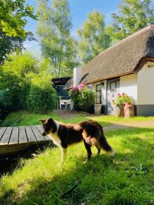 HeerdeBakhuisje op de Veluwe的站在房子前面的草地上的狗