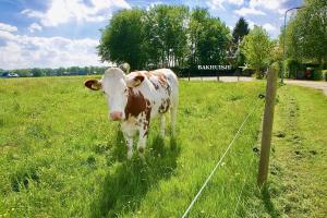 HeerdeBakhuisje op de Veluwe的站在田野中的棕色和白色牛