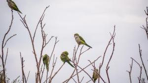 卡尼乌拉斯Pampas del Sur Hotel y Spa de campo的一群鸟栖息在树上