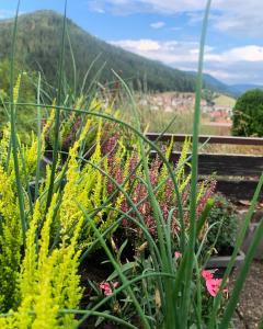 拜尔斯布龙Appartement mit herrlicher Aussicht übers Murgtal的一座种满鲜花的花园,一座山 ⁇ 的背景