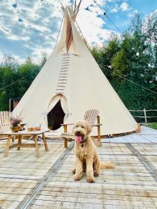 LembekeComfort Tipi Marie, Tipi Bo Deluxe & tent Nicolaï - 'Glamping in stijl'的一只小狗坐在圆锥形帐篷前