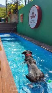 马利西亚斯马利西亚斯普拉维达酒胆的狗在游泳池游泳,有炸薯条